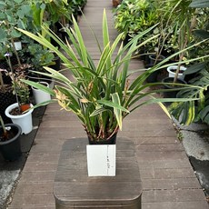 동양란 황룡관 고급란 취미난 올플랜츠, 1개