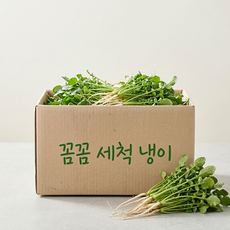 [남해 직배송] 꼼꼼 세척 국내산 손질 냉이, 1박스, 500g