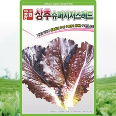 슈퍼시저스레드 상추 씨앗 1000립 적색 로메인상추씨 레드로메인 종자, 1개