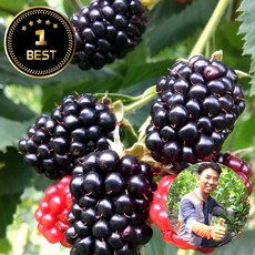 국내산 슈퍼복분자 햇 블랙베리 제철 과일 급냉 최고당도, 1개, 1kg (특품)