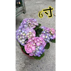 霏霏園藝 雙色繡球花 5吋盆, 1個