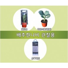 배추흰나비 알화분(보급형), 1개