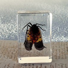 바다생물 표본세트 교육용 자연 피규어세트 세트 관찰 동물 장난감 장식, 2. 매미 4.5X3X1.8cm