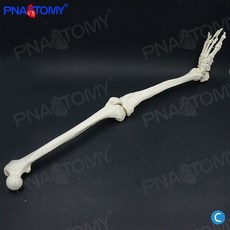 인체 해부학 뼈모형 학교 모형 사람 정형외과 골반 뼈 관절 병원 인대, 4. C형 하체골(우)