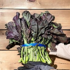 김장용 조선갓 홍갓 청갓, 홍갓 1kg, 1개