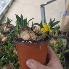 미니수선화 떼떼아떼떼 구근식물 모종 이색포트, 1개