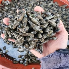 충남태안 생물 활갯고동 빠리고동1kg 살아서 싱싱하게, 1개, 1kg