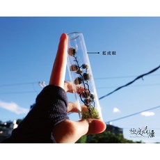 極度花燥 滿天星 許願瓶 試管乾燥花禮, 藍虎眼,不加購