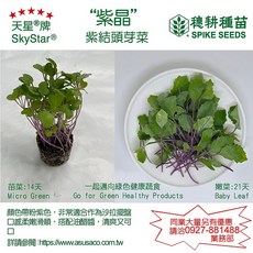 SkyStar® 紫結頭芽菜種子 1斤 紫晶品種 生長快速, 1包