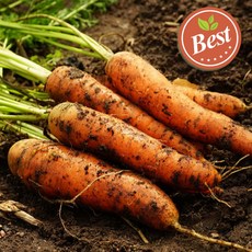 [초특가] 당근 제주 구좌 흙당근, 1박스, [초특가] 2kg