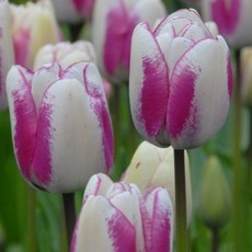 [나은식물원]35.[튤립 모종] 핫팬츠-10cm 2포트