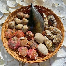 국내산 캠핑용 실속 조개구이세트 2kg