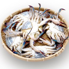 [당일조업] 산지직송 연평도 활 꽃게 최상급 당일배송, 1개, 1kg (4~6미), 알배기 활 암꽃게