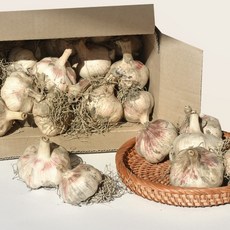 26년 창녕 햇마늘 통마늘, 1개, 1kg