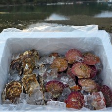 [신선보장] 홍가리비+석화 겨울철 감칠맛 최적 조합 혼합구성, 1세트, 홍가리비6kg+석화10kg