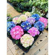 서비내 수국 월동가능 베란다월동 실내식물 반려식물 인테리어 플랜테리어, 1개