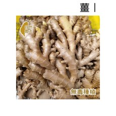 薇拉香草農場 薑純露 無毒種植 辛香居家擴香, 1個, 1L, 薑
