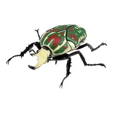 BANDAI 轉蛋 獨角仙 生物大圖鑑 08, 波麗菲夢斯花金龜 綠色