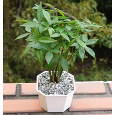 花樣渼栽盆栽生活館 馬拉巴栗發財樹 (室內清淨空氣盆栽) 室內植物 觀葉植物, 1個, 馬拉巴栗(樹形造型)(圖1)