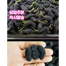 고창 2025년 햇 세척 뽕 열매 급냉 오디 생과 생과실 2kg 5kg 10kg, 1개, 토종오디 상품 10kg