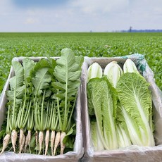 동두천 아삭이 어린 열무 얼갈이 세트, 1박스, kg, 열무1kg얼갈이1kg