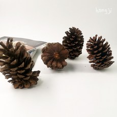 松果乾燥花材 雜貨 森林系拍照道具 DIY 9公分以上, 1個, 9-10公分左右