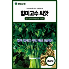 향미고수 씨앗 300립 향이 진하고 수량 많은 고급 품종 종자, 1개