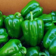 국내산 청피망 실속형 못난이 청피망 1kg 2kg 3kg 4kg 5kg 10kg, 1개, 못난이청피망3kg