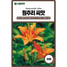 아람종묘 원추리 씨앗 30립 원추리 꽃씨 약초 종자, 1개