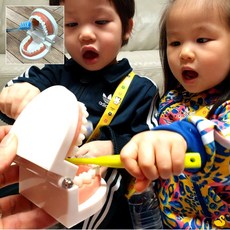 GOS 치아관리 양치교육 치아모형 교육용교구
