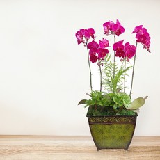 핑크 호접란MTFF033, 서울특별시／광역시／경기도, 베이직, 필요없음