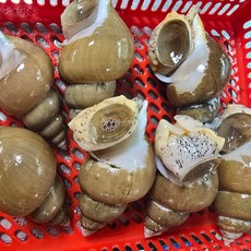 자연순수 국내산 동해안 활 백골뱅이 대(15-25미) 신선 당일배송, 1개, 1kg