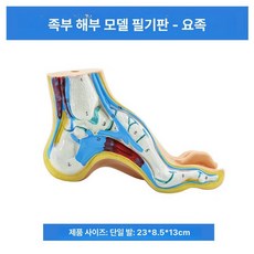 발 해부학 모형 발바닥 보건 실습 경골 교구 교육 발목, 활 모양 발 1개 (신형 각인), 1개, 기본 색상