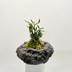 화산석에 심겨진~소대석곡, 1개