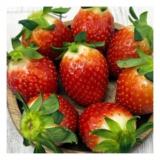 담양 GAP 설향 딸기 500g 중과185539