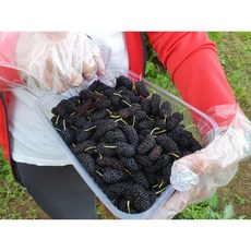 25년 햇 부안면 오디 뽕 냉동 생과 과상2호 2.5kg(6월3일부터발송), 용기포장2.5kg1개