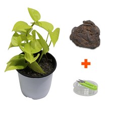 미미네아쿠아 DIY 마이플랜츠 화산석 형광스킨답서스, 1세트