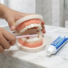 지구원 남녀공용 양치교육 구강 이닦기 치아모형, 1개