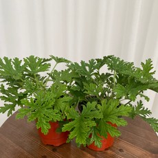 구몬초 구문초 모기퇴치 1+1 온정원 공기정화식물