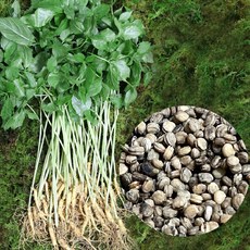 충남금산 고려인삼 인삼씨 개갑씨 인삼씨앗 개갑씨앗, 300g, 1개