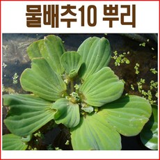 생물농장 물배추
