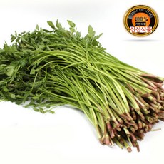 기찬드림 국내산 당일수확 돌미나리 미나리 1단 (800~900g), 1개, 2kg