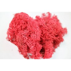 [쩡토피어리]스칸디아모스 미니화분, 레드, 1개