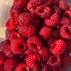 [당일수확] 특품선별 국산 산딸기 생과, 1개, 500g (250gx2팩)