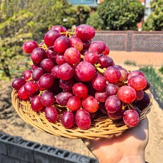고당도 크런치팝포도 크림슨 적포도 수입포도, 1개, 크런치팝포도 2kg