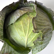 [하루딱100박스] 정동원 신선한 국내산 양배추, 2개, 1.5kg