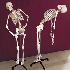뼈모형 해부학 학교 척추 병원 인대 해골 실습용 교구 실험실 모형 인체 골격, 남성(176cm 신경경동맥포함)
