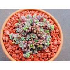 다육식물 희성미인 토분에 심으진 다육이 분갈이 필요없는다육화분 홈가드닝 화분째 배송합니다.로뎀다육