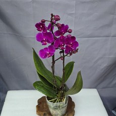 꽃썸플라워 만천홍 호접란 [당일배송] 생일 개원 개업 축하난 승진 영전화분, 1개