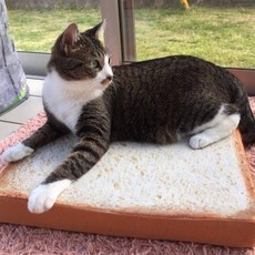 仿真吐司坐墊/土司坐墊/抱枕/合室坐墊椅墊生日禮物/聖誕節/午安枕/靠墊/靠腰/坐墊, 40公分